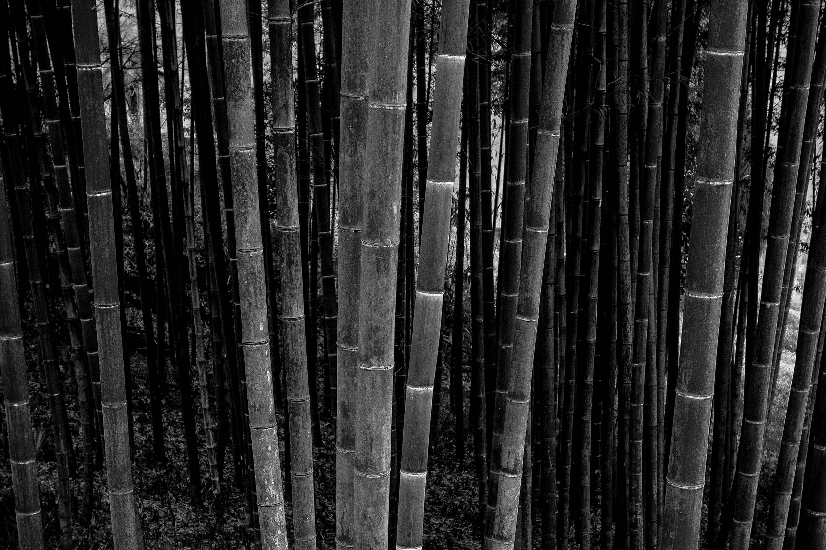 bamboo forest