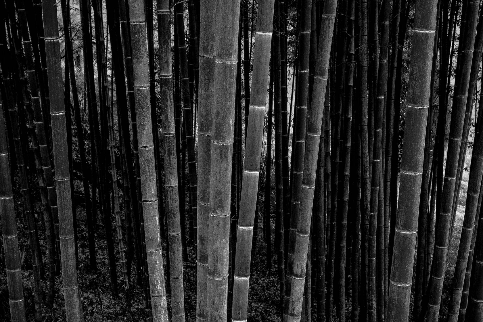 bamboo forest